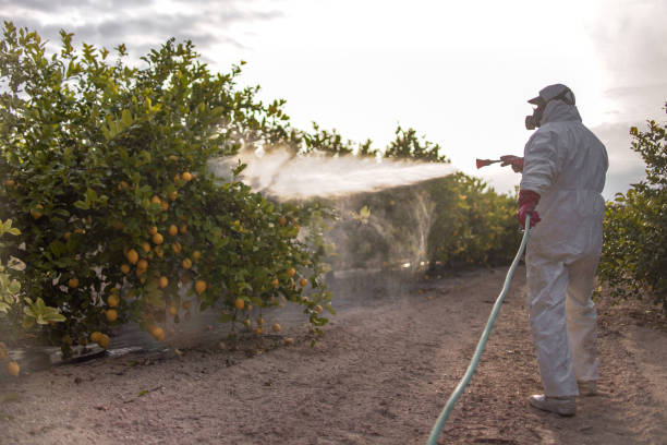 Best Pest Control Near Me  in St Helena, CA