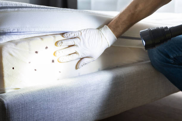 Best Termite Control Services  in St Helena, CA